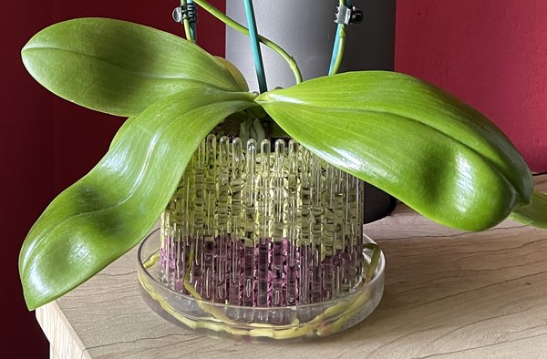 Pflanzanleitung für Orchidee mit Colomi