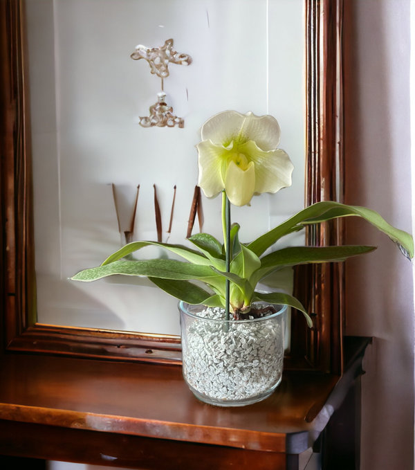 Zauberhafte Blütenpracht von einer Orchidee mit Colomi und Orchitop