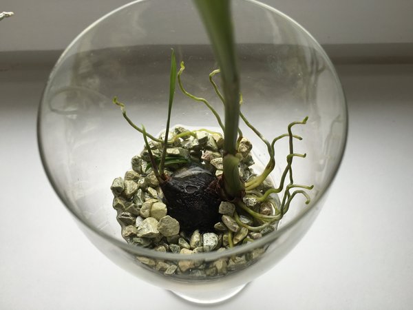 Entwicklung der Orchideenwurzeln im Colomi