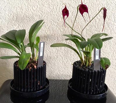 Direkter Vergleich des enormen Orchideenwachstums ohne zu Düngen im Colomi