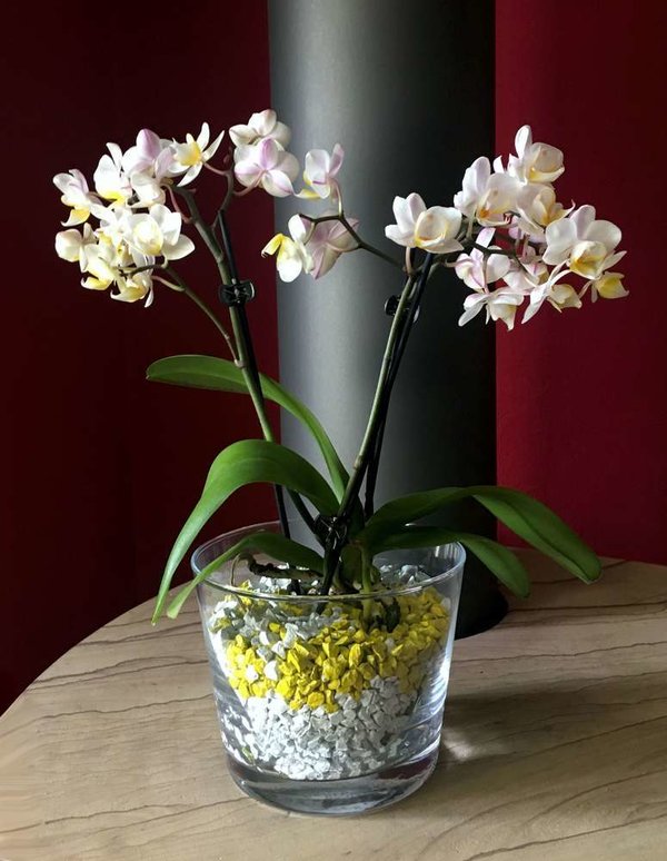 Glastopf MS konisch mittlere Orchideen, d 12 x h 11,5 cm