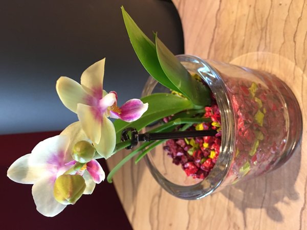 Glastopf S Mini-Orchideen konisch, d 9 x h 8 cm