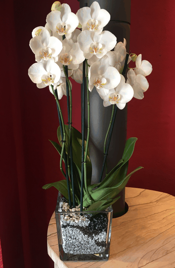 Glastopf MS eckig h 10 cm x d 10 cm für Mini-Orchideen