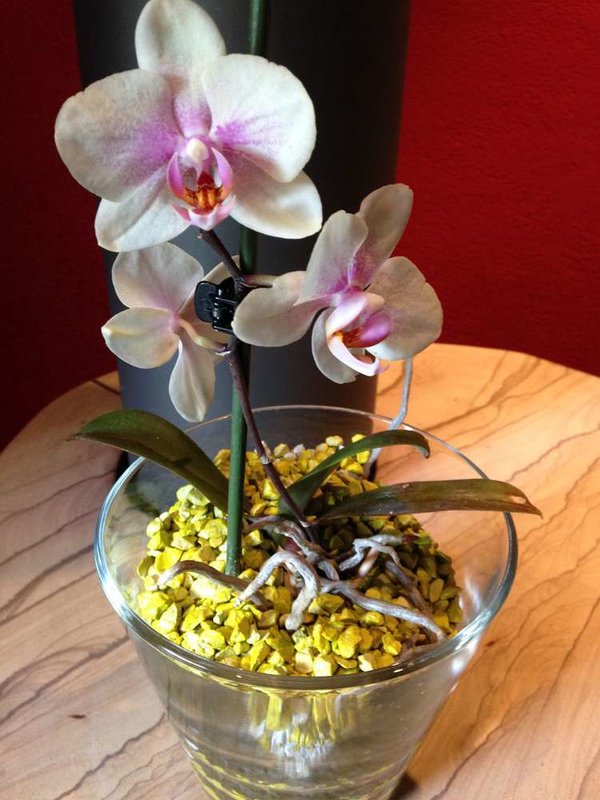 Glastopf M konisch mittlere Orchideen, d 14 x h 14 cm
