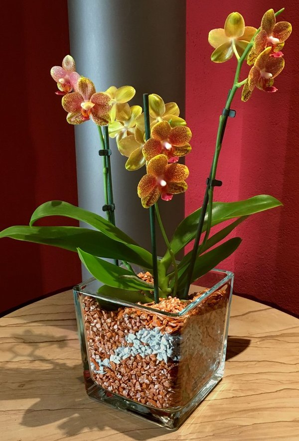 Glastopf M eckig, für mittlere Orchideen, h 12 x d 12cm